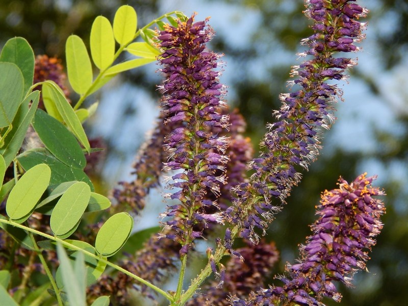 Amorpha fruticosa / Indaco bastardo